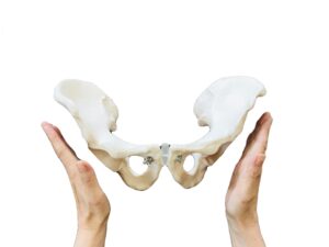 骨盤模型で坐骨神経痛につながる骨盤の歪みを説明する様子